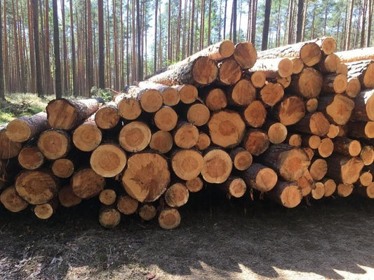 Kiefer – Rundholz – LKW-Ladung