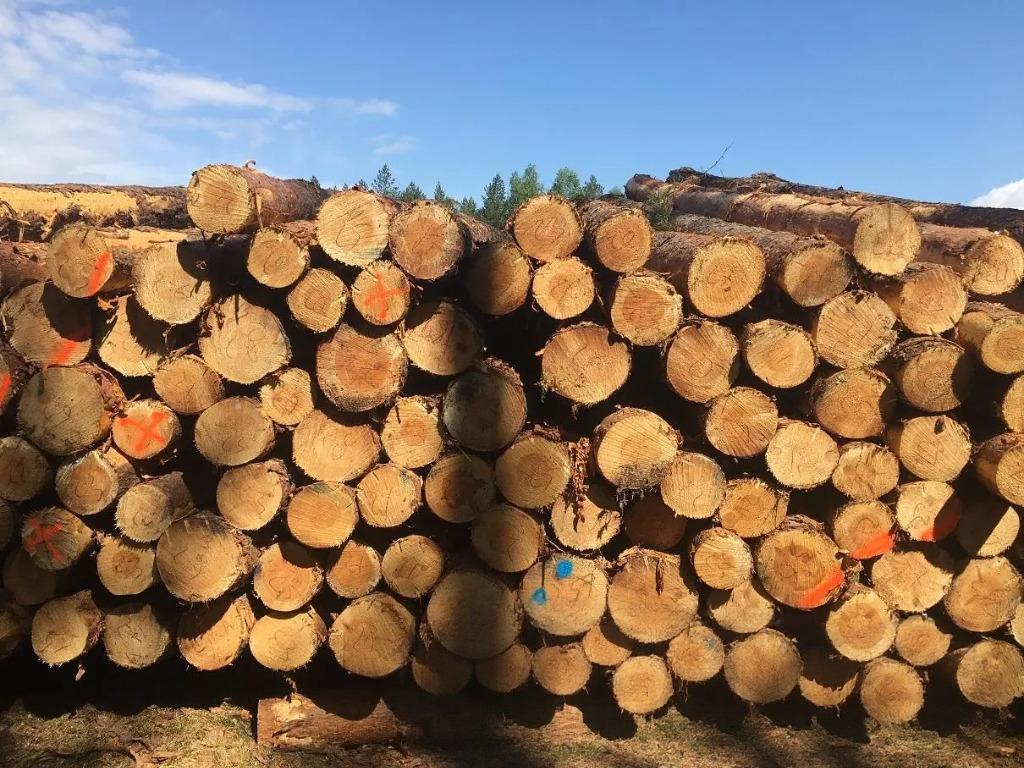 Kiefer – Rundholz – LKW-Ladung