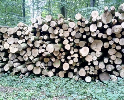 15 RM Stammholz Mischholz