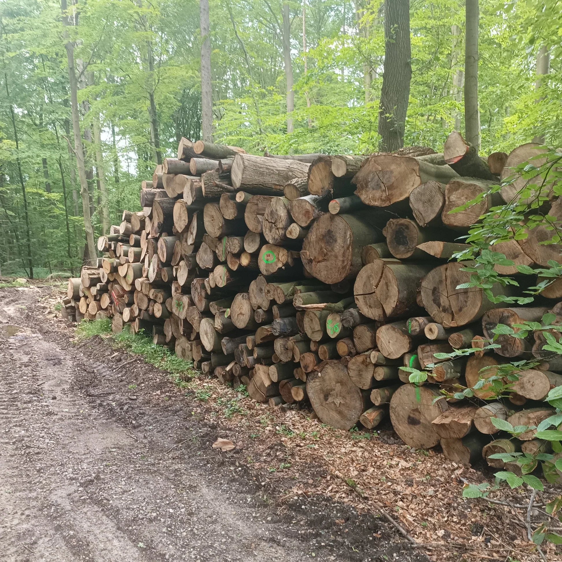 15 RM Stammholz Mischholz