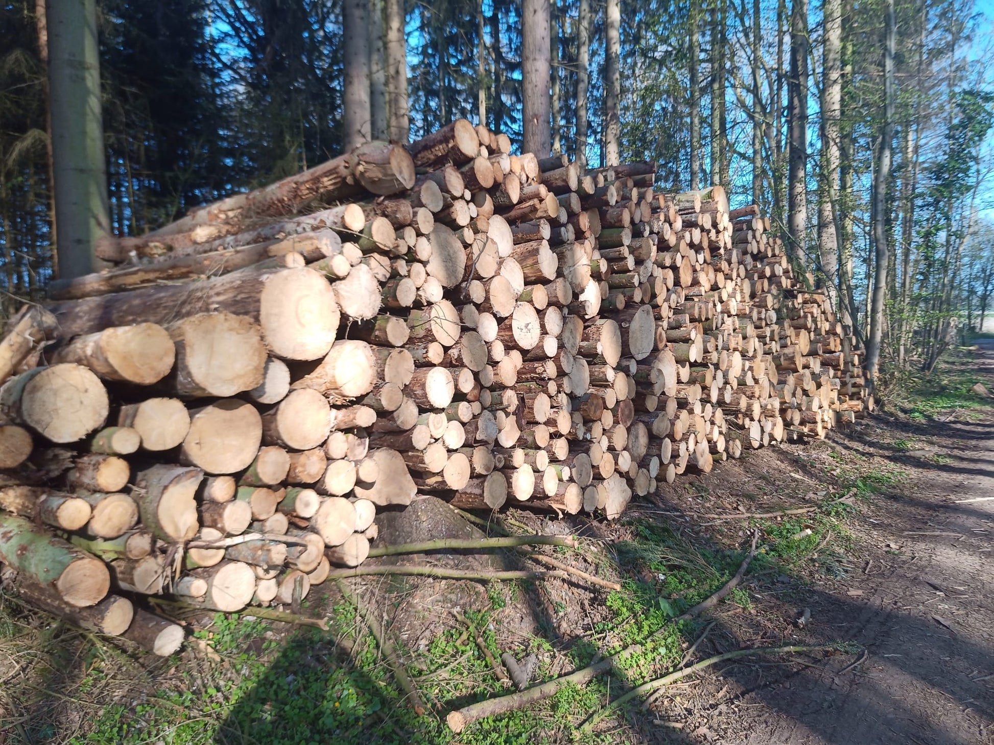 15 RM Stammholz Mischholz